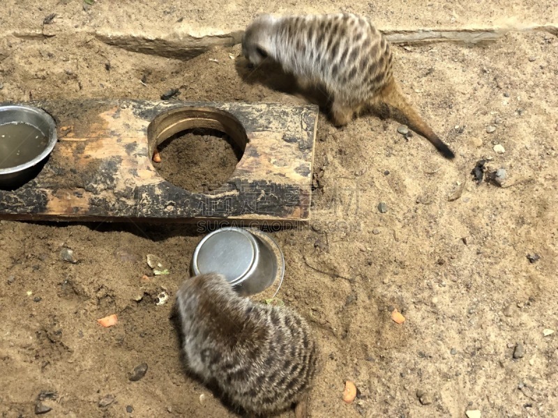 动物,熊,野外动物,海岛猫鼬,猴子,可爱的,野生动物,非洲象,狮子,北极熊