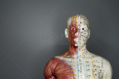 针灸,模型,人的头部,后背,人类肌肉,针灸师,痛苦,科学