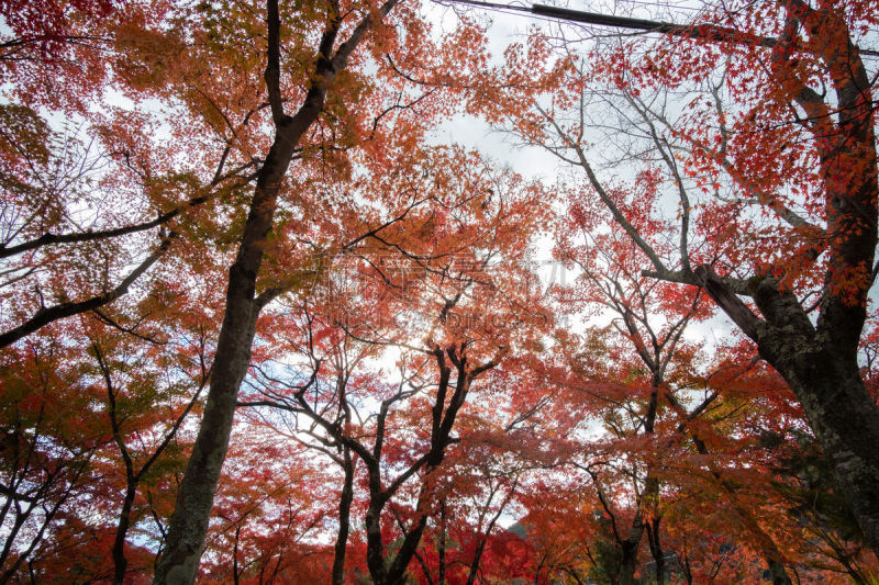 Colorfull colors in autumn season in Kyoto, japan