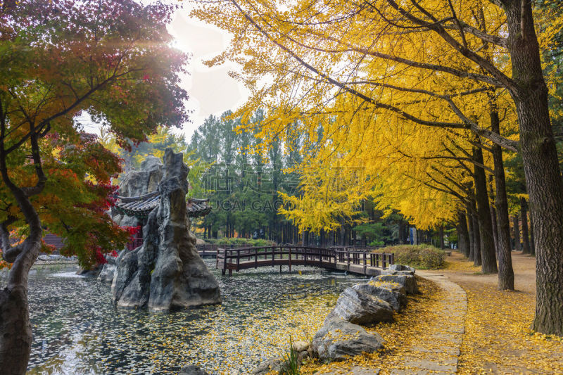 韩国,秋天,岛,十月,自然界的状态,环境,银杏,著名景点,朝鲜半岛