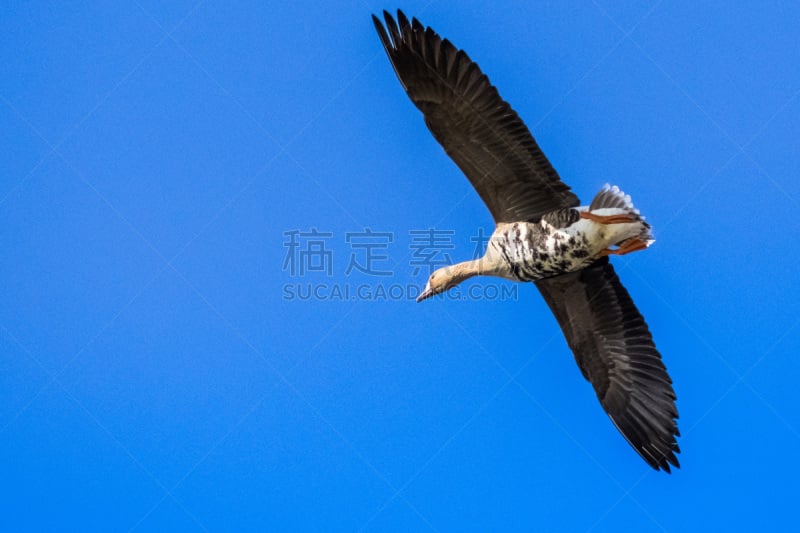 白额雁,天空,雁属,蓝色,背景,可爱的,野生动物,加利福尼亚,翅膀,一只动物