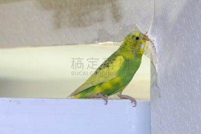 眼泪,小的,鹦鹉,枝,划痕,绿色,壁纸,纸,坐,弯曲