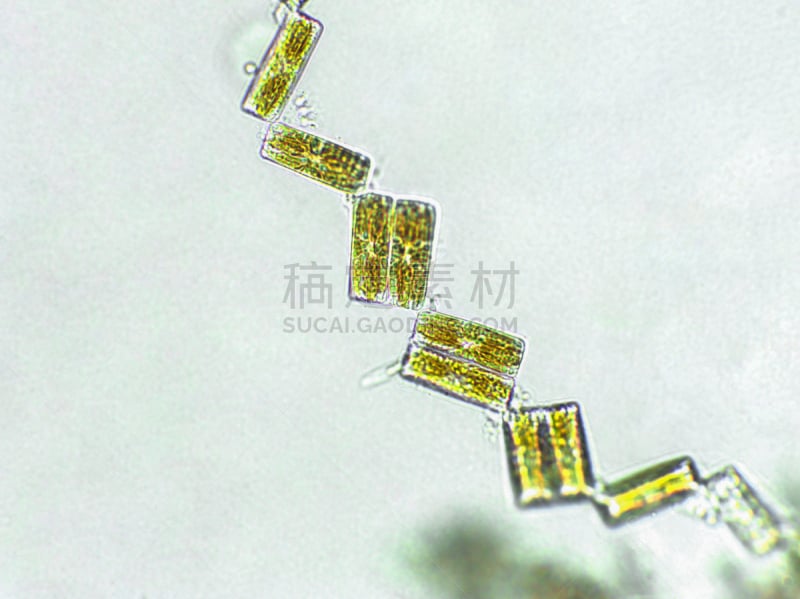 在下面,放大效果,生物燃料,显微镜,科学实验,生物课,细胞,池塘,细胞核,硅藻属