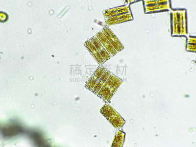 在下面,放大效果,生物燃料,显微镜,科学实验,生物课,细胞,池塘,细胞核,硅藻属