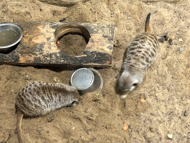 动物,熊,野外动物,海岛猫鼬,猴子,可爱的,野生动物,非洲象,狮子,北极熊