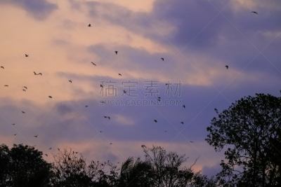 白鹭,印度尼西亚,苍鹭,非凡的,生物学,野生动物,鹭科,自然美,动物,生物学家