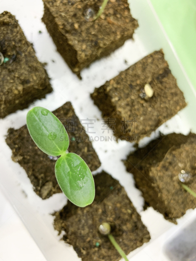 植物,马来西亚,实验室,白色背景,吉隆坡,微生物,生物学,农业,专门技术,生物科技