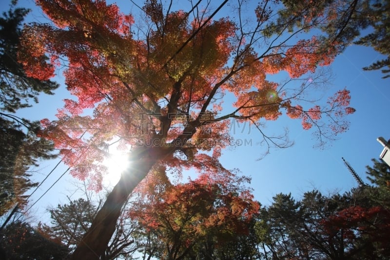 京都府,日本,秋天,热,橙色,禅宗,著名景点,京都市,枫树,户外