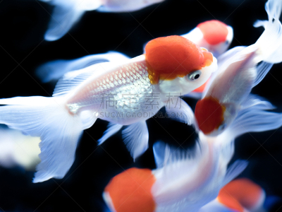丹顶鹤,金鱼,宠物,鱼缸,水族馆,人工饲养动物,图像,美,生物,无人