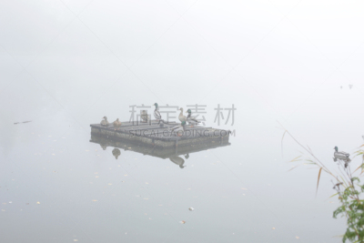 野鸭,秋天,雾,灰色,环境,天气,加拿大,动物群,鸟类,泻湖