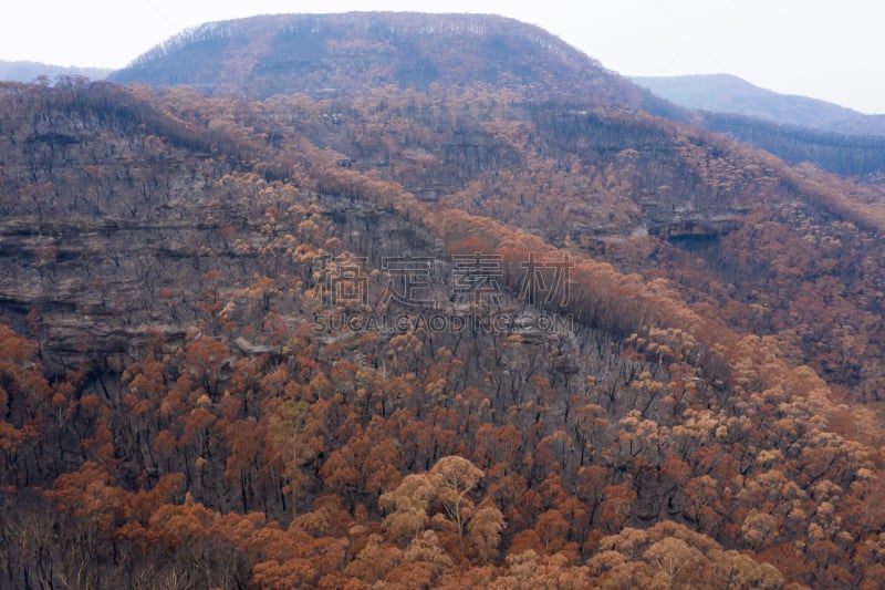 蓝山,桉树,森林火灾,悬崖,黑岩沙漠,热,新南威尔士,环境,橙色,危机