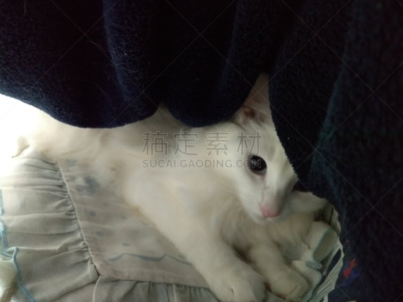 猫,肖像,技术,狗,哺乳纲,小的,动物,住宅内部,人的眼睛