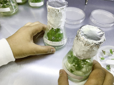 植物,马来西亚,实验室,吉隆坡,微生物,生物学,农业,专门技术,生物科技,科学实验
