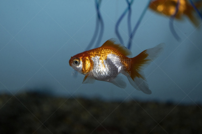 金鱼,无人,鱼缸,水族馆,人工饲养动物,图像,水平画幅,水下,鱼类,摄影