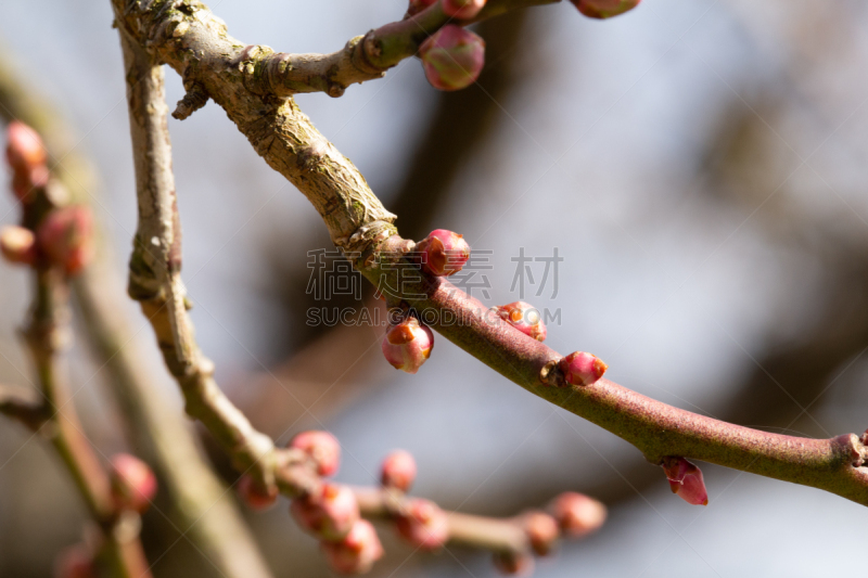 李子,花蕾,清新,环境,春天,李树,植物,户外,日本,日本城堡