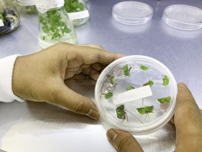 植物,马来西亚,实验室,微生物,吉隆坡,生物学,农业,专门技术,生物科技,科学实验
