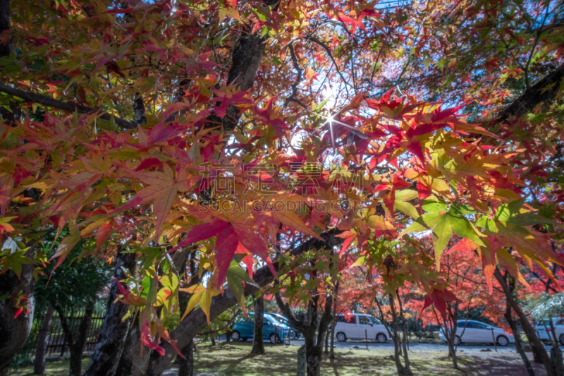 Maple leaf in autumn season in Kyoto, japan