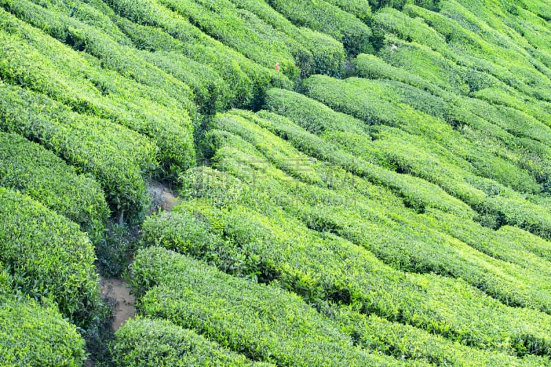 梯田,印度,自然美,大吉岭,山,绿色,茶树,成年子女,农业,中国