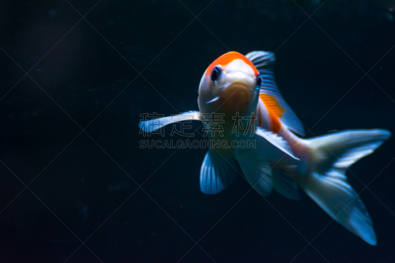 鱼类,金鱼,水族馆,伊乐藻属植物,人工饲养动物,棉,尼泊尔,动物,水下,白色