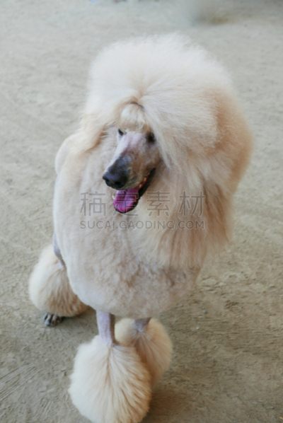贵宾犬,训服,遛狗师,纯种犬,宠物项圈,受过训练的狗,狗,个人卫生用品,与众不同