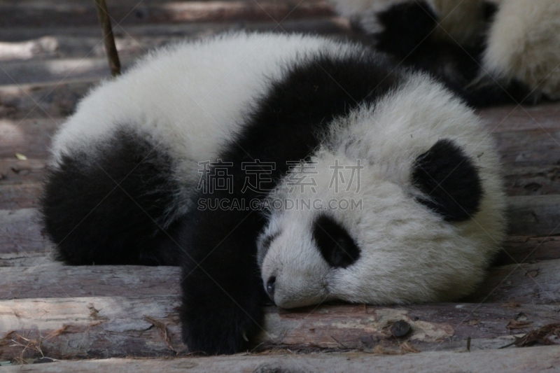 幼兽,熊猫,成都,小的,可爱的,食草动物,濒危物种,野生动物,图像,哺乳纲