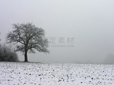 周末活动,霜,寂寞,冬天,雾,露水,德国,木制,树,感冒