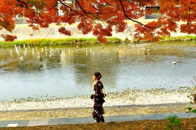 和服,女人,京都府,日本人,鸭川,秋天,中老年女人,仅日本人,仅一个中老年女人,一个人