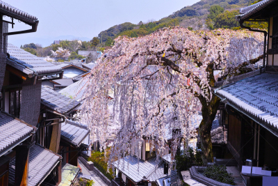 风景,山,城镇景观,著名景点,春天,京都市,京都府,樱桃树,户外,木制