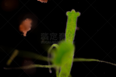 显微镜,水蛭,动物,水熄虫,刺胞动物,小的,清新,教室,水彩画颜料,教育