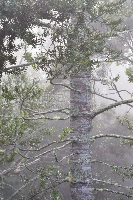 雨,森林,湿,温带林,灰色,环境,贝壳杉,暴风雨,低对比度,植物