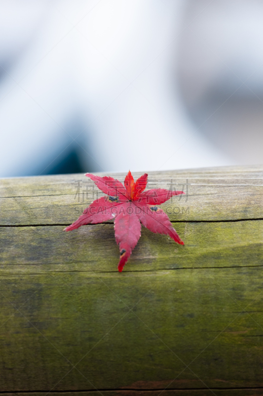 Maple leaf in autumn season in Kyoto, japan