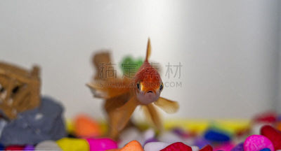 金鱼,水生植物,土耳其,人工饲养动物,橙色,动物嘴,动物群,鹅卵石,动物鳍,水下