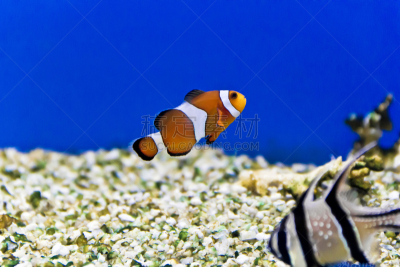 鱼类,水族馆,海洋,热带气候,野生动物,橙色,一只动物,食盐,动物,两只动物