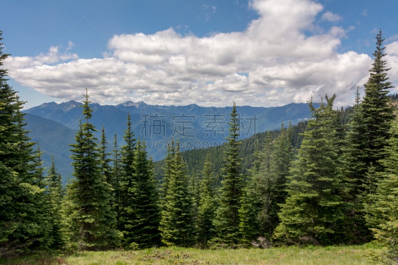 华盛顿州,山脉,风景,奥林匹克山,滑雪坡,美国,云景,山脊,西北,云