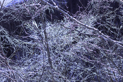 冬天,雪,日本,安静,云,深雪,木制,晴朗,长野城,白色