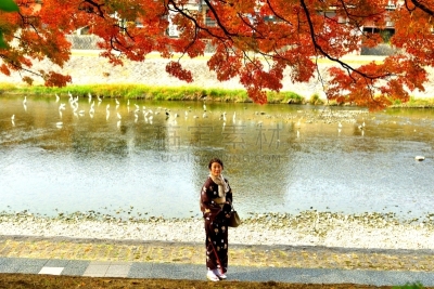 和服,女人,京都府,日本人,鸭川,秋天,中老年女人,仅日本人,仅一个中老年女人,一个人