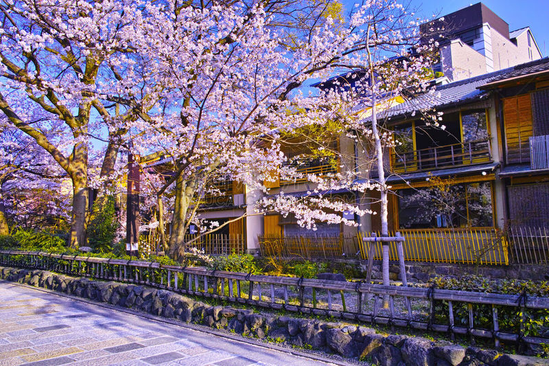 春天,祗园,白川乡,城镇景观,著名景点,吉野樱花,京都市,京都府,樱桃树,户外