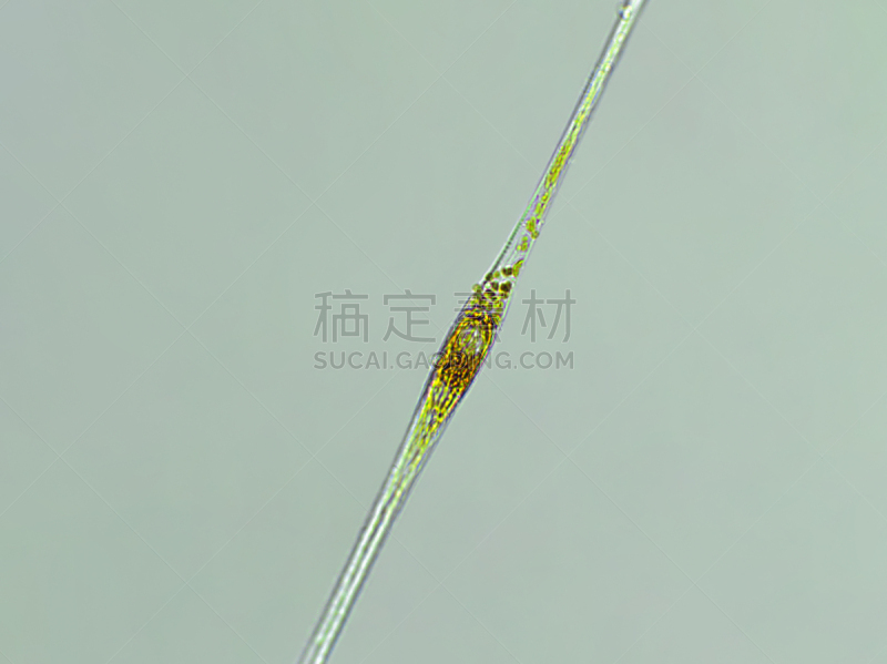 藻类,放大效果,信笺针,在下面,生物燃料,显微镜,科学实验,生物课,细胞,池塘