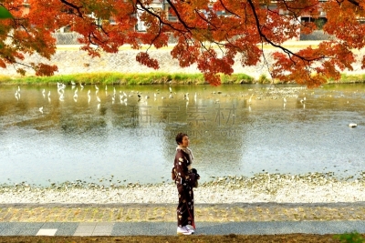 和服,女人,京都府,日本人,鸭川,秋天,中老年女人,仅日本人,仅一个中老年女人,一个人