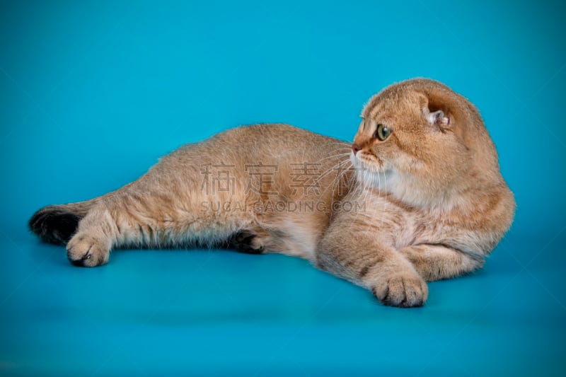 苏格兰折耳猫,短毛猫,彩色背景,可爱的,背景分离,灰色,肖像,狗,杂色的,哺乳纲