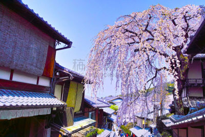 风景,山,城镇景观,著名景点,春天,京都市,京都府,樱桃树,户外,旅行者