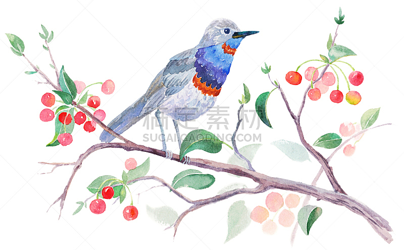 watercolor bird on а cherry tree on isolated white background