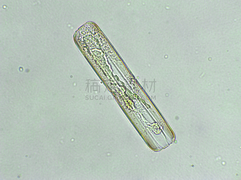 藻类,放大效果,在下面,生物燃料,显微镜,科学实验,生物课,细胞,池塘,细胞核