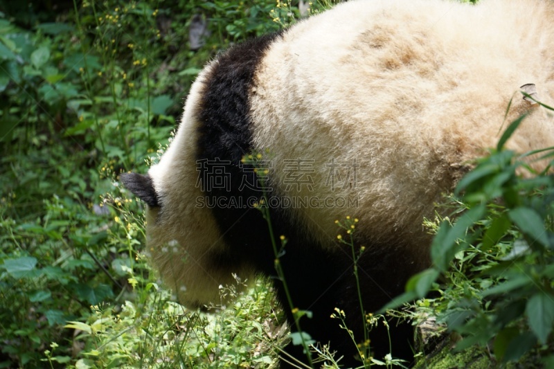 幼兽,熊猫,可爱的,濒危物种,动物主题,野生动物,哺乳纲,一只动物,动物,中国