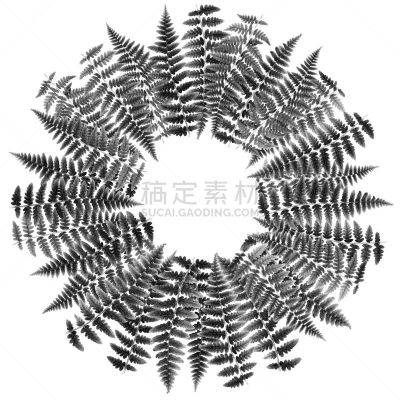 圆形,蕨类,白色背景,图像,叶子,黑白图片,分离着色,排列,摄影,布置
