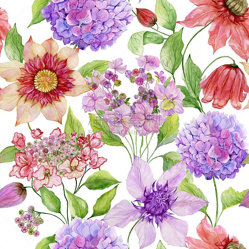 铁线莲 水彩画颜料 八仙花属 绘画插图 手工着色 叶子 花纹 白色背景 绿色 花图片素材下载 稿定素材 铁线莲 水彩画颜料 八仙花属 绘画插图 手工着色 叶子 花纹 白色背景 绿色 花图片素材下载 稿定素材