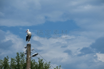 电,白鹳,杆,野生动物,鹳,脖子,翅膀,动物,鸟类,春天