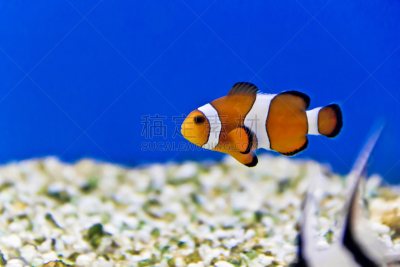 鱼类,水族馆,海洋,热带气候,野生动物,橙色,一只动物,食盐,动物,两只动物