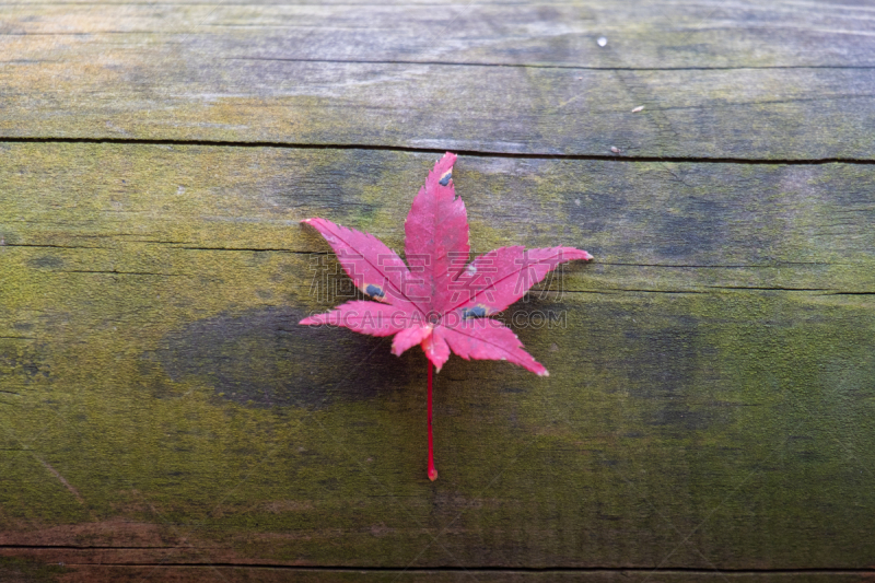 Maple leaf in autumn season in Kyoto, japan