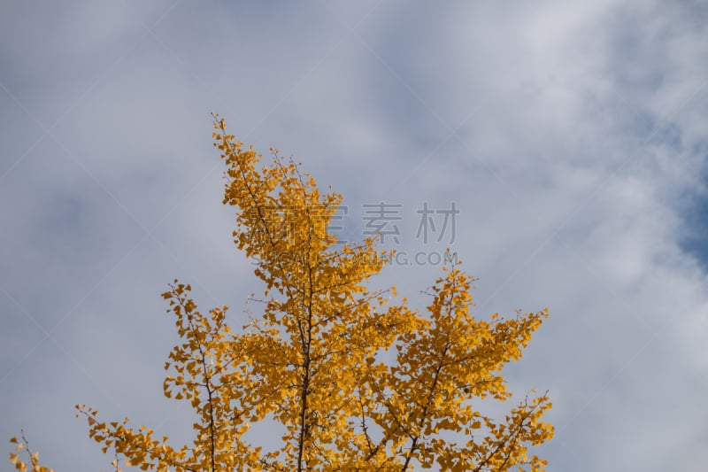 fine autumn day in Kyoto, japan